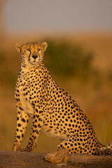 cheetah in the grass