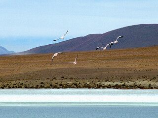 Bolivia,Laguna CanapaThis beautiful high altitude lagoon, located at an altitude of about 4000m, is known for its crystal clear blue waters surrounded by rugged mountain peaks and volcanic formations.