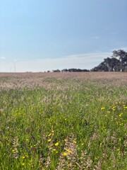 Field of tall wild grasses swaying in the breeze, with shades of green and purple under natural sunlight, creating a textured landscape that highlights the beauty of untouched countryside meadows.