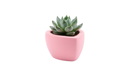 Green succulent in pink pot isolates on black. Uses soft lighting. Ideal for product staging, branding, and social media.