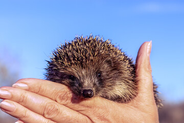 Close-up of wild hedgehog in woman's hand against clear blue sky. Autumn, November, sunset.