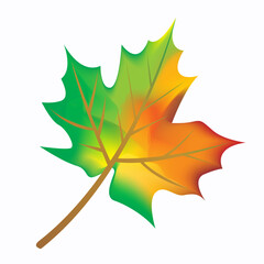 A single maple leaf in autumn colors, isolated on a white background