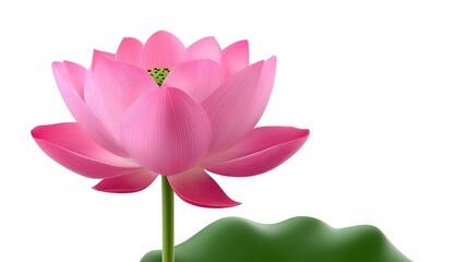 Obraz premium Vibrant, delicate pink lotus flower blossom in a serene, natural setting