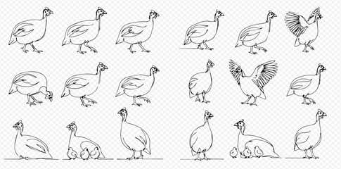 Collection of guinea fowl sketches depicting various poses and actions like walking, preening, and spreading wings.