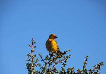 Brillenwebervogel