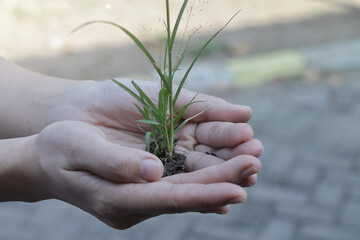 Gentle Hands Cradling Young Seedling Plant