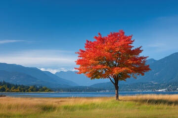 stunning summer landscape featuring solitary red canadian maple tree against clear blue sky in vancouver