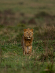 lion