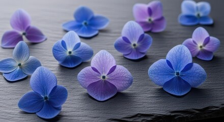 Delicate Hydrangea Blossoms Displayed on a Dark Slate Surface