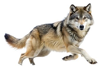 Obraz premium Gray wolf in a running pose on a white background canine wild animal isolated on a transparent background