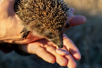 Man holding wild hedgehog in palm of her hand. Animal looks at treat in form of piece of sausage. Autumn, November, steppe, sunset