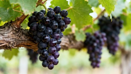 A cluster of dark purple grapes hangs from a vine, with a blurred background of green leaves and woody branches.