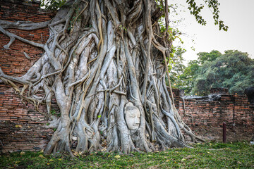 Wat Mahathat, Ayutthaya, houses the relics of Lord Buddha. It features sandstone Buddha head covered with roots of a Bodhi tree, unique and beautiful sight that has become renowned as another wonder.