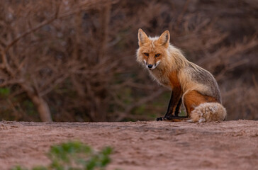 Red fox on a beach. 