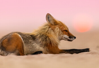 Red fox on a beach. 