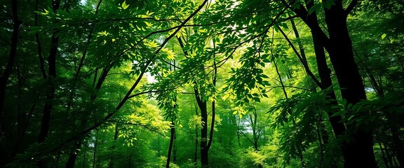 Obraz premium Lush green forest, sunlight dappled through leaves, fern, plants