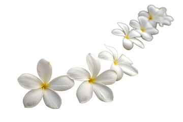 Fototapeta premium Elegant White Plumeria Flowers in Gentle Motion A Serene Floral Design