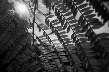 Close-up detail of tree leaves with blurred background in black and white