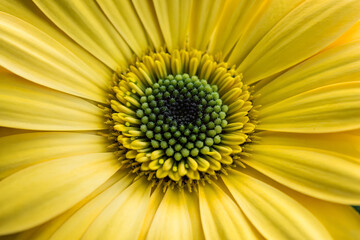 Close up yellow daisy flower isolated on white background