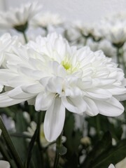 white chrysanthemum flower