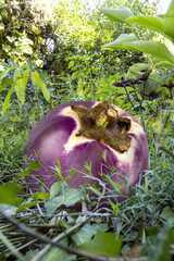 A round aubergine in a vegetable garden in the south of France