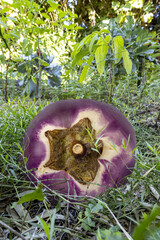 A round aubergine in a vegetable garden in the south of France