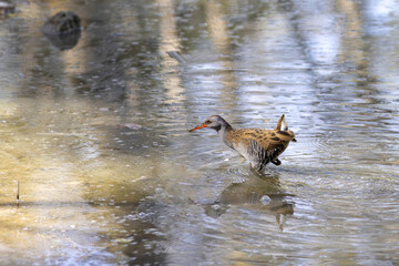 Water rail (rallus aquaticus) foraging in shallow water in a lake in the south of France