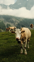 Kuh mit frechem Zungenstreich in den Schweizer Alpen