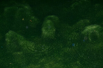 Mossy pond in the rain with flash reflection