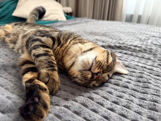 Cute tabby cat sleeping on gray blanket