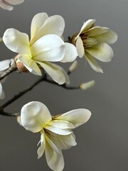 Obraz premium White magnolia flowers on branch with gray background