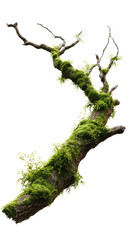 Tree Branch with Moss on Thick White Background HDR 3D Render