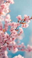 Delicate pink cherry blossoms in full bloom, soft petals dancing against a serene blue sky, capturing the ephemeral beauty of spring's gentle awakening.