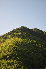 Tonglu hillside covered with bamboo forests