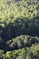 Tonglu hillside covered with bamboo forests