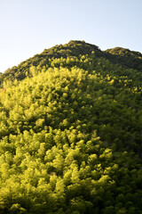 Tonglu hillside covered with bamboo forests