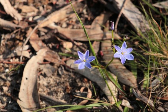 Blue Stars (Chamaescilla corymbosa)  flower and buds, South Australia