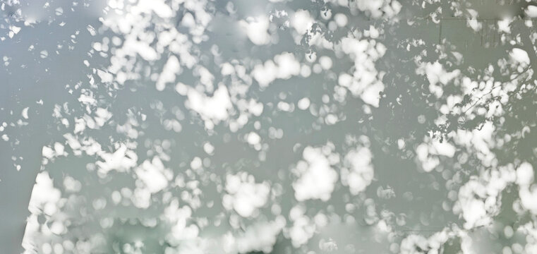 Tree shadow and light of leaf branch background. Nature leaves tropical jungle tree branch dark shadows and light from sunlight on wall texture for background wallpaper design, shadow overlay effect 