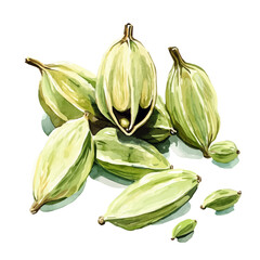 hand-drawn paint, Simple Illustration, A beautiful painting of cardamom pods, EPS format, isolated on a white background, watercolor style, minimal yet artistic elements for creative designs.