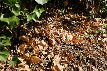Crinkled autumn leaves and tangled twigs on a forest floor