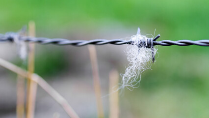 Soft animal hair caught on barbed wire against a vivid green blurred field. Animal fur caught on barbed wire, hinting at movement and nature's silent encounters.