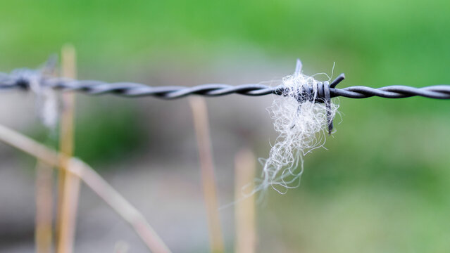 Soft animal hair caught on barbed wire against a vivid green blurred field. Animal fur caught on barbed wire, hinting at movement and nature's silent encounters.