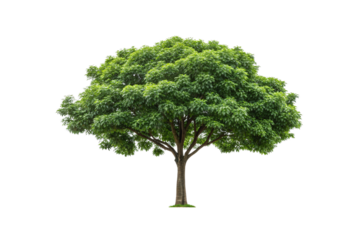 Single mature tree with broad leafy crown and straight brown trunk centered, isolated on a transparent background