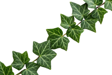 English ivy trailing with distinctive lobed leaves and visible veining patterns throughout, isolated on a transparent background