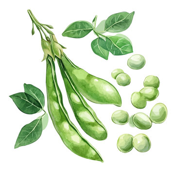 hand-drawn paint, Simple Illustration, A beautiful painting of fava beans set, EPS format, isolated on a white background, watercolor style, minimal yet artistic elements for creative designs.