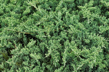 Juniperus Procumbens Nana. Landscaped Chinese juniper evergreen conifer, thuja. Strong-growing mat-forming plant. Beautiful English style cottage garden. Ornamental plant composition. Real Video 4K