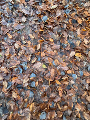 autumn leaves on the ground.  Orange and brown leaves on the ground in the forest. A carpet of leaves. Many autumn leaves.