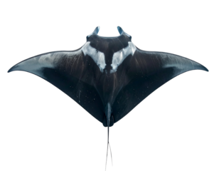 Manta Ray Top-Down View with Outstretched Fins, Isolated on Transparent