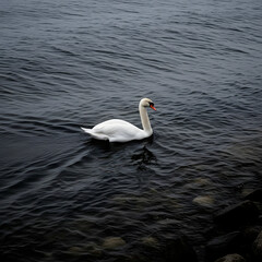 Elegant White Swan Swimming in Dark, Moody Water.