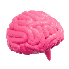 Glossy Pink Human Brain Side View Anatomy Organ Isolated